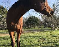 equine-boarding