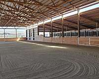peruvian-equine-service-in-snohomish-wa