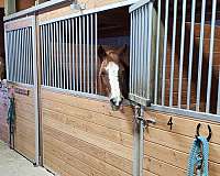 peruvian-all-around-horse-equine-service