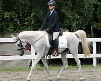 dressage-businesses-in-willard-nc