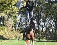 horse-equine-service-businesses-in-wanamingo-mn