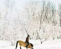 horse-trainers-in-wanamingo-mn