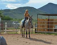 trail-pleasure-horse-equine-service