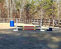 horse-boarding-in-newnan-ga