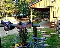 horse-equine-service-businesses-in-newnan-ga