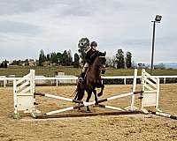 horse-trainers-in-galt-ca