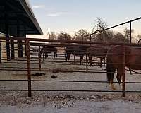 horse-boarding-in-poolville-tx