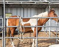 horse-equine-service-businesses-in-mammoth-lakes-ca