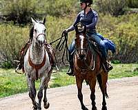 eventing-businesses-in-sheridan-il