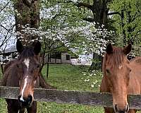 equine-boarding