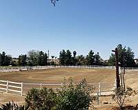 dressage-businesses-in-winchester-ca