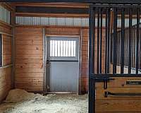 horse-equine-service-businesses-in-elizabeth-co