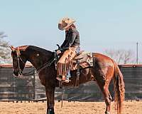 quarter-horse-equine-service-in-shelly-mn