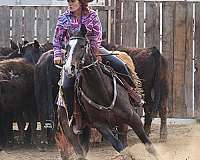 barrel-racing-businesses-in-shelly-mn