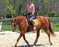 horse-equine-service-businesses-in-kentucky