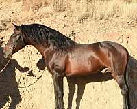 andalusian-equine-breeders