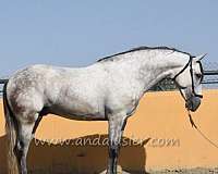 andalusian-horse-equine-service