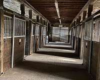 horse-equine-service-businesses-in-churchill-on