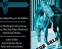 quarter-horse-equine-service-in-new-mexico