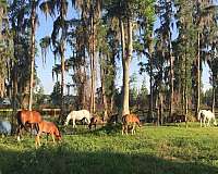 equine-boarding