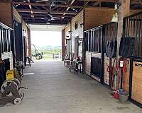 all-purpose-horse-equine-service