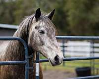 horse-riding-lessons-in-apopka-fl