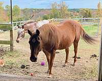 horse-boarding-in-sudbury-ma