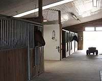 dressage-businesses-in-fergus-on