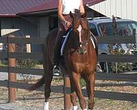 dressage-eventing-horse-trainers