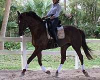 horse-trainers-in-oldsmar-fl