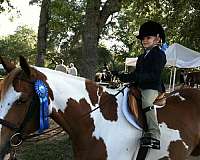 horse-trainers-in-new-port-richey-fl