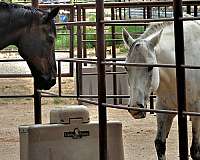 horse-equine-service-businesses-in-santa-fe