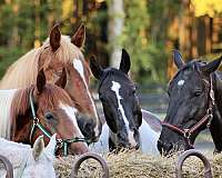 tennessee-walking-horse-pleasure-horse-equine-service