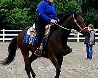 tennessee-walking-horse-youth-horse-equine-service