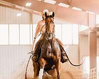 quarter-horse-equine-trainers