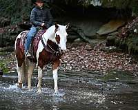 pony-equine-riding-center