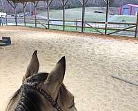 all-around-trail-horse-equine-service
