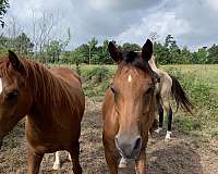 horse-equine-service-businesses-in-beckville-tx