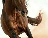 horse-equine-service-businesses-in-phoenix-az