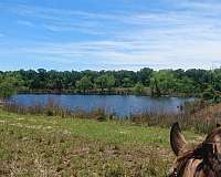 horse-equine-service-businesses-in-texas