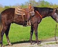 quarter-horse-equine-auctions