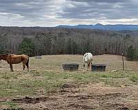 all-around-businesses-in-jasper-ga