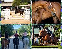 dressage-businesses-in-raeford-nc