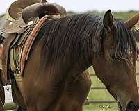 cutting-training-horse-equine-service