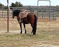 equine-trainers