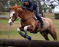 equine-boarding