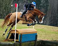 eventing-horse-equine-service