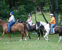 trail-equine-equine-service-businesses