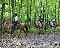 tennessee-walking-horse-equine-service-in-cross-junction-va