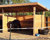 all-purpose-horse-property-care